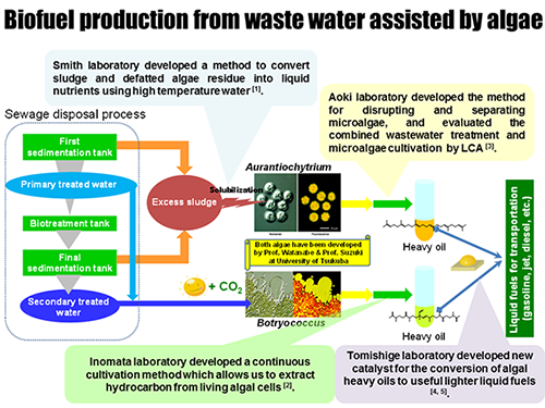 Development of Biofuel Production Method Assisted by Algae at Sewage Disposal Plant
