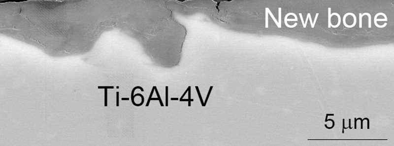 Fig.3 New bone formation on ACP-coated Ti